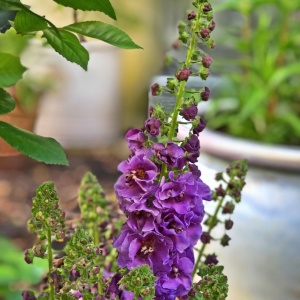 Коровяк фиолетовый 'Violetta'