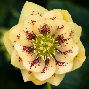 Морозник восточный 'Double Ellen Yellow Spotted' (С3)