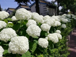 Гортензия древовидная 'Strong' (40-50 см)