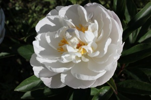 Пион молочноцветковый 'Gardenia' (С3)
