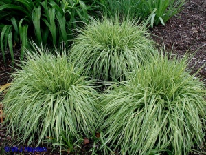Молиния голубая 'Variegata'