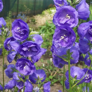 Колокольчик 'Azure Beauty' (С3)