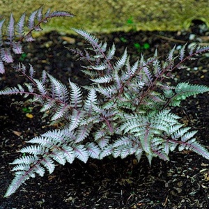 Кочедыжник ниппонский 'Burgundy Lace' (Р9)