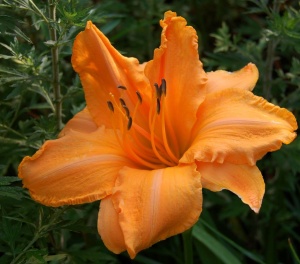 Лилейник 'Ruffled Apricot'
