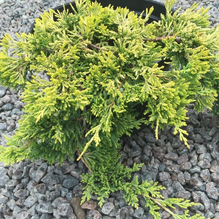 Можжевельник горизонтальный Golden Carpet (С3)
