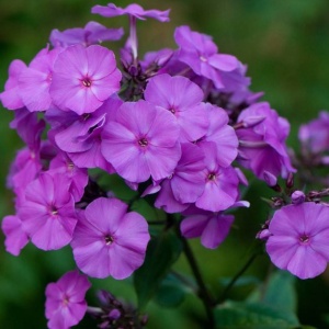 Флокс метельчатый 'Amethyst' (С3)