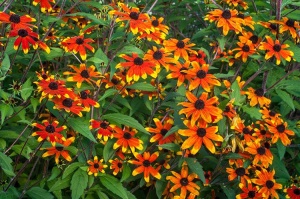 Рудбекия трехлопастная 'Prairie Glow' (С3)