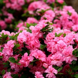 Азалия 'Bloom Champion Double Pink'