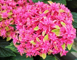 Гортензия крупнолистная 'Princess Diana' (10-30 см, Р9)