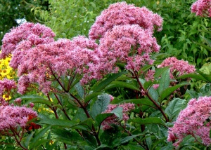 Посконник пятнистый 'Atropurpureum' (Р9)