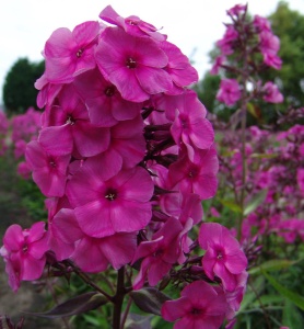 Флокс метельчатый 'Classic Cassis' (С3)