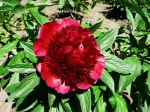 Пион 'Red Spider'