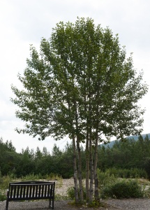 Тополь бальзамический 'Populus balsamifera'