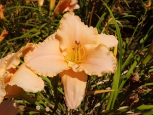 Лилейник 'Serena Sunburst'