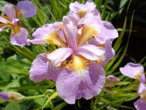 Ирис сибирский 'Rikugi Sakura'