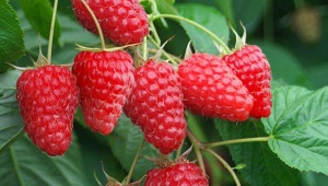 Малина Cascade Delight