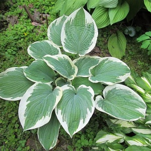 Хоста 'Barbara Ann'