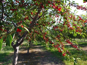 Черешня Prunus avium