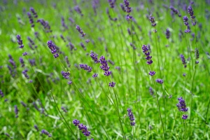 Лаванда узколистная "Narrow - leaved"