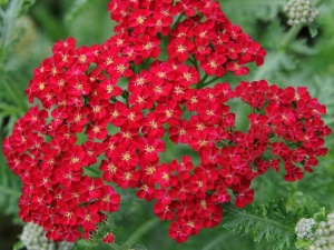 Тысячелистник обыкновенный 'Red Velvet' (С3)
