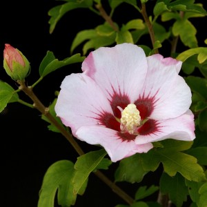 Гибискус сирийский "Матильда" (Hibiscus syriacus "Mathilde")