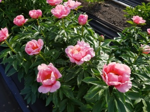 Пион 'Lovely Rose'