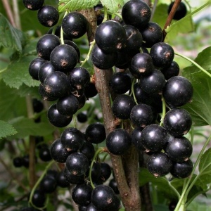 Смородина 'Black Tamerlane'