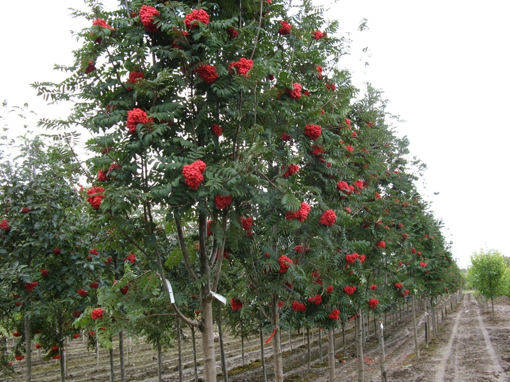 Рябина алая крупная (80-100см)