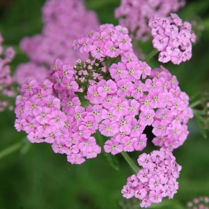 Тысячелистник обыкновенный 'Lilac Beauty' (С3)