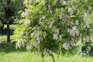 Робиния ложноакациевая 'Robinia pseudoacacia'