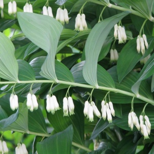 Купена многоцветковая 'Polygonatum multiflorum' (С3)