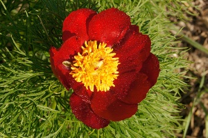 Пион тонколистный, воронец 'Paeonia tenuifolia'
