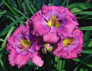 Лилейник 'Lavender Blue Baby'
