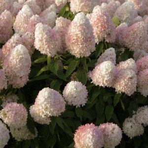 Гортензия метельчатая 'Magical Summer'