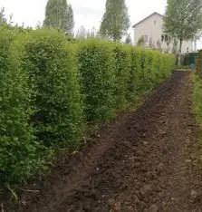 Боярышник Сибирский Блок живой изгороди БЖИ