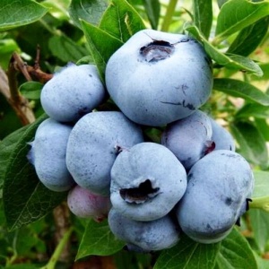 Голубика высокорослая 'Denis blue'
