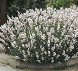 Лаванда узколистная 'White Scent'