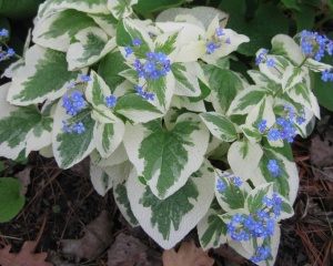 Бруннера крупнолистная 'Variegata' (С3)