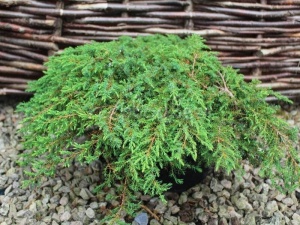 Можжевельник обыкновенный 'Green Carpet'