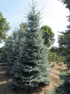 Ель колючая "Glauca" (стрижка)