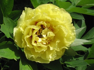 Пион 'Yellow Crown'