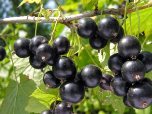 Смородина чёрная