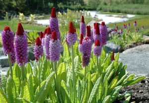 Примула Виаля 'Primula vialli' (С3)