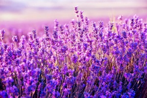 Лаванда 'Lavender' (Р9)