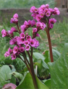 Бадан сердцелистный 'Purpurea'