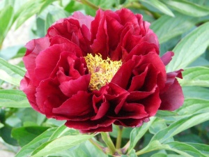 Пион гибридный 'Red Glory' (С3)