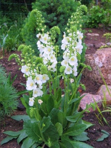 Коровяк фиолетовый 'Flush of White'