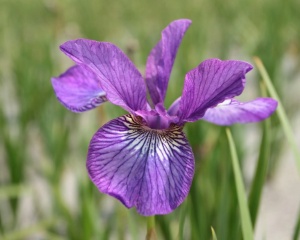 Ирис сибирский 'Ewen'