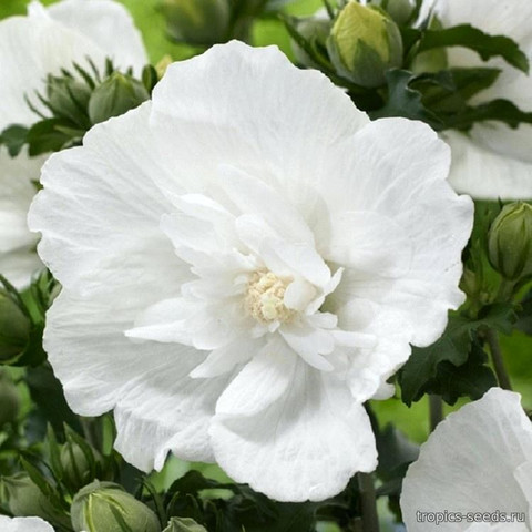 Гибискус сирийский "Вайт Шифон" (Hibiscus syriacus "White Chiffon")