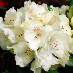 Рододендрон гибридный Голдкрон С5